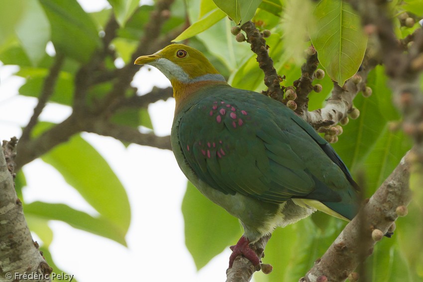 Pink-spotted Fruit-Dove - Frédéric PELSY