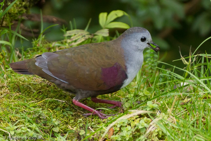 Bronze Ground Dove (Western) - Frédéric PELSY