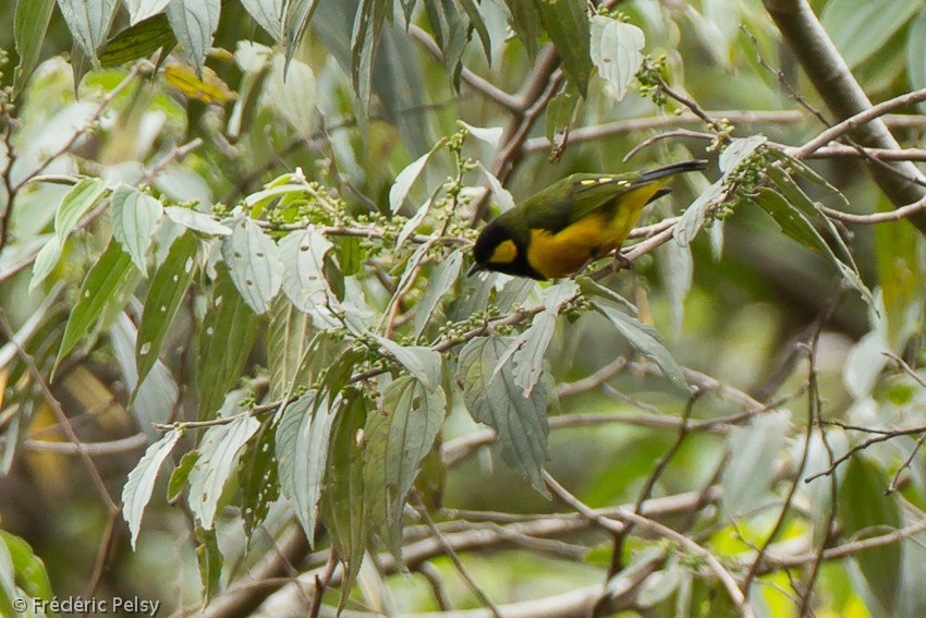 Tit Berrypecker - ML206168171