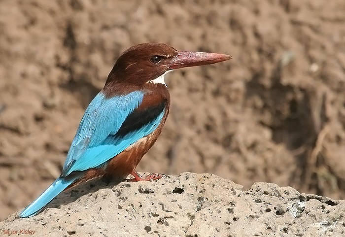 White-throated Kingfisher - ML206168241