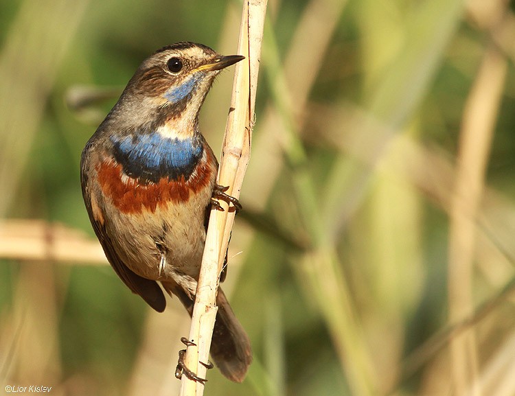 Bluethroat - ML206168431