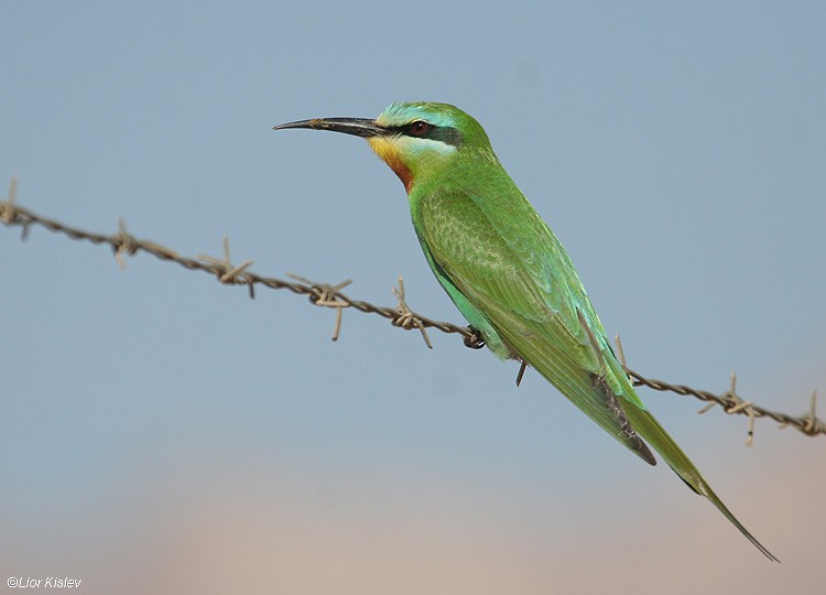 Blue-cheeked Bee-eater - Lior Kislev