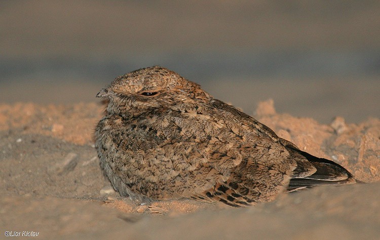 Nubian Nightjar (Nubian) - Lior Kislev