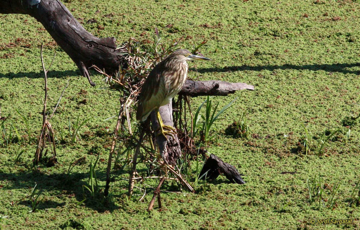 Indian Pond-Heron - ML206168811