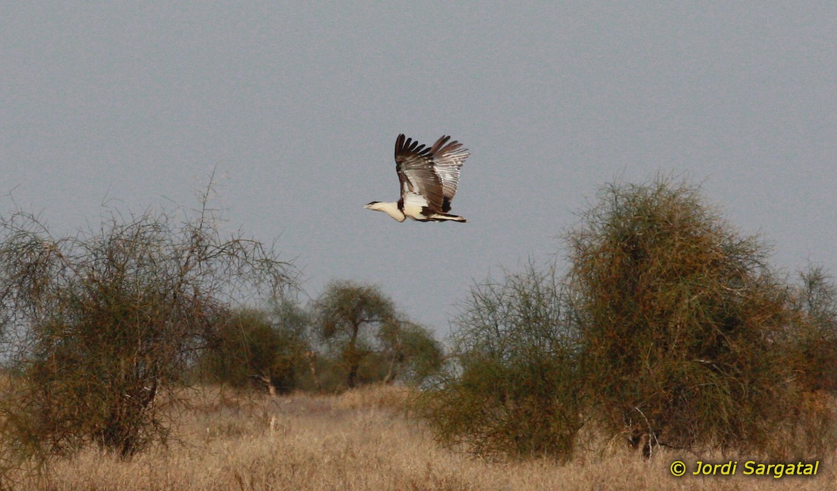 Great Indian Bustard - ML206168831