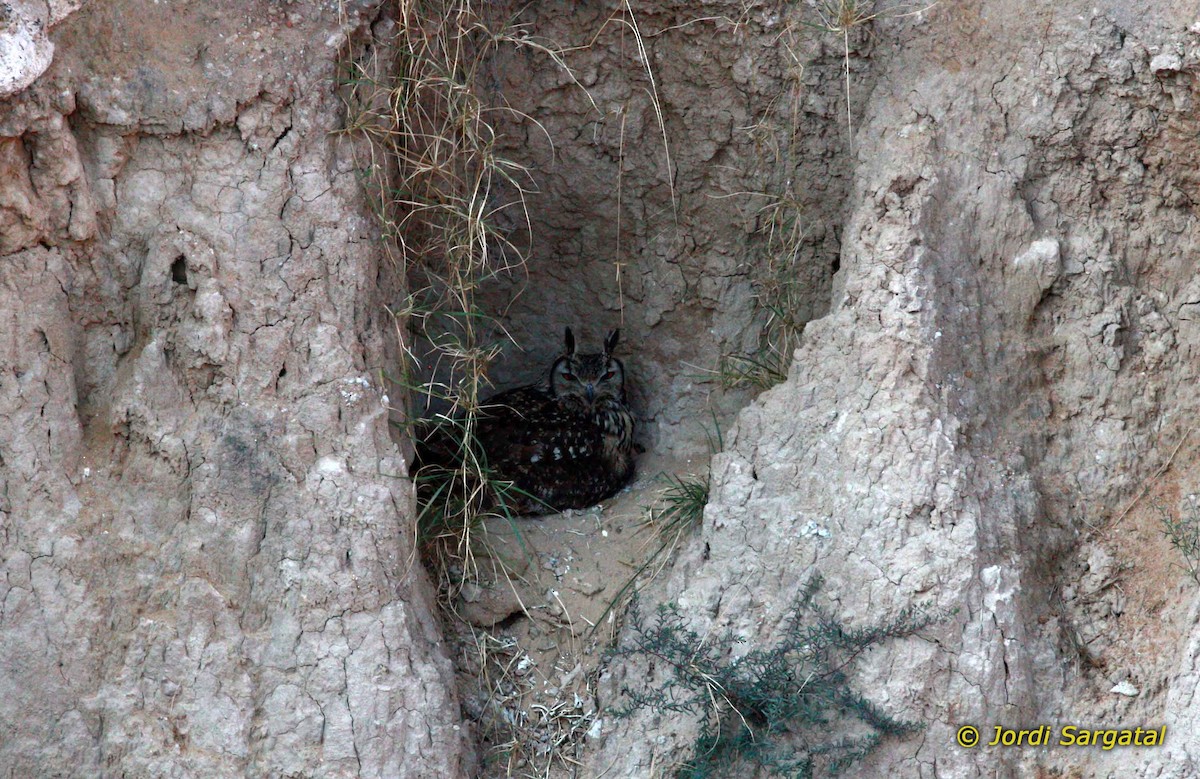 Rock Eagle-Owl - ML206168841