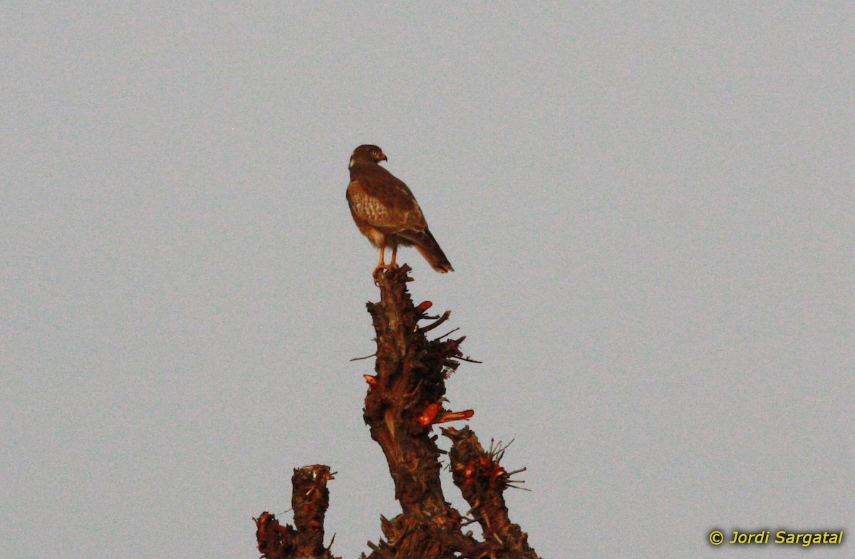 White-eyed Buzzard - ML206168861