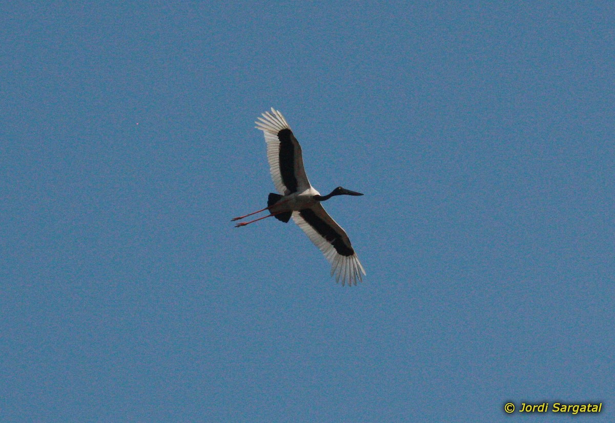 Black-necked Stork - Jordi Sargatal Vicens