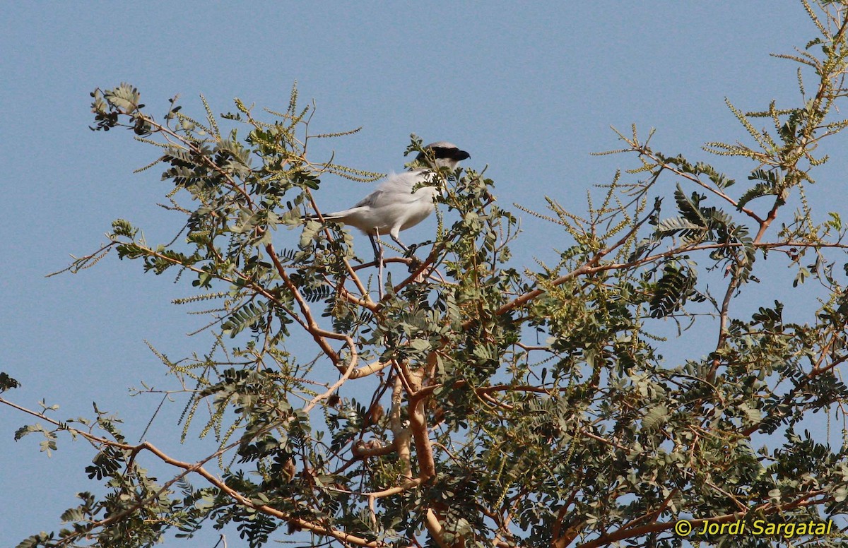 Great Gray Shrike (Indian) - ML206168971