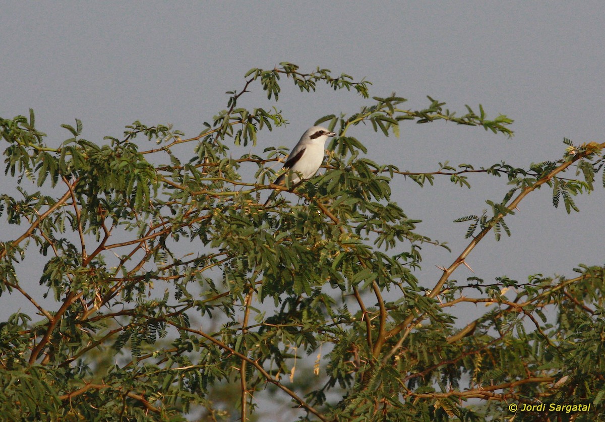 Great Gray Shrike (Indian) - Jordi Sargatal Vicens