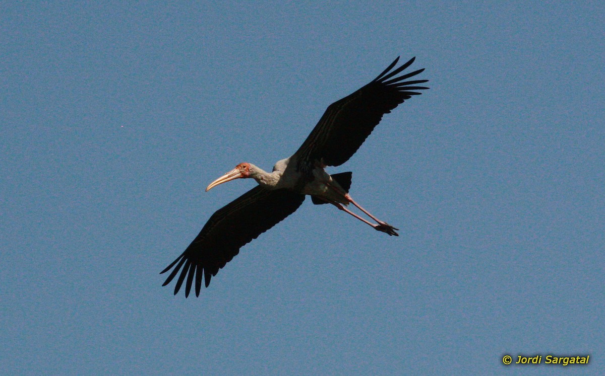 Painted Stork - ML206169031