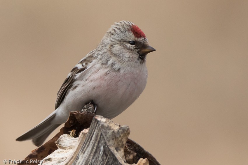 Hoary Redpoll (exilipes) - ML206169651