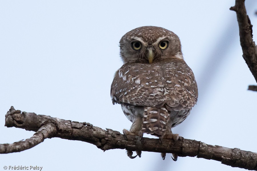 Pearl-spotted Owlet - Frédéric PELSY