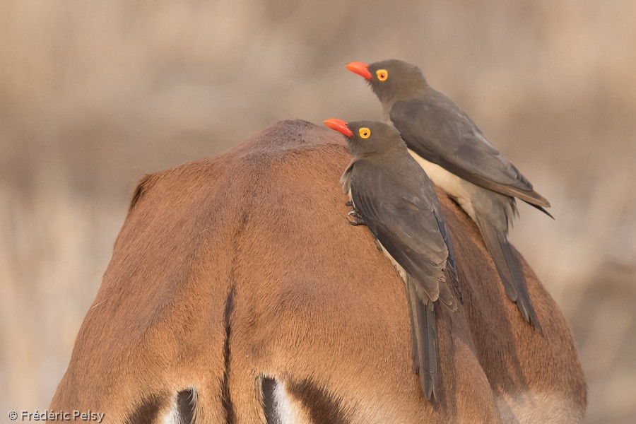 Red-billed Oxpecker - ML206169871