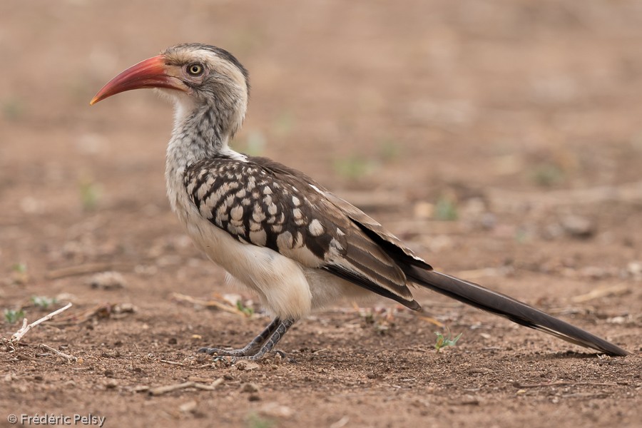 Southern Red-billed Hornbill - ML206169981