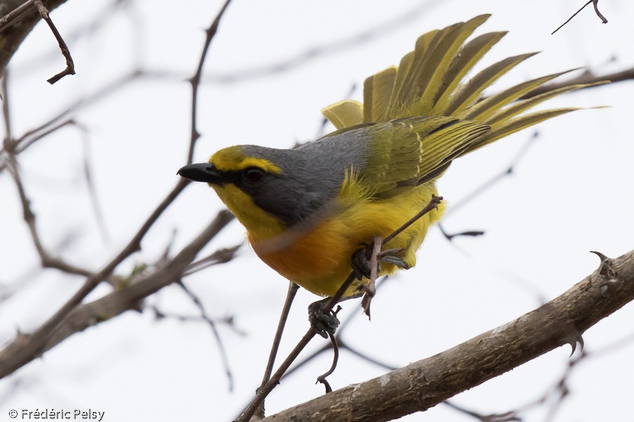 Sulphur-breasted Bushshrike - ML206169991