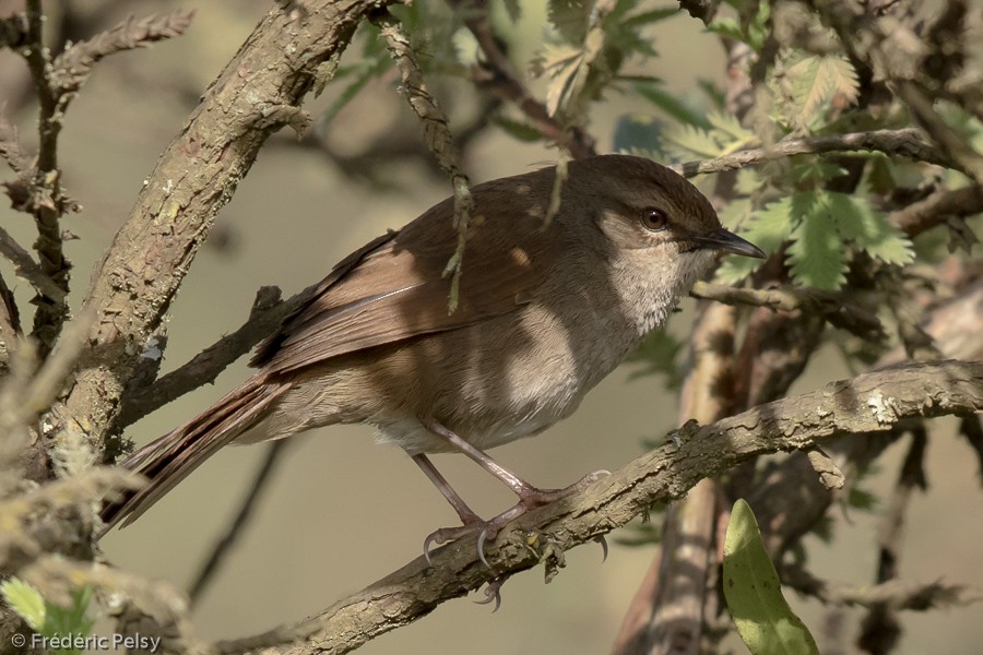 Barratt's Warbler - Frédéric PELSY