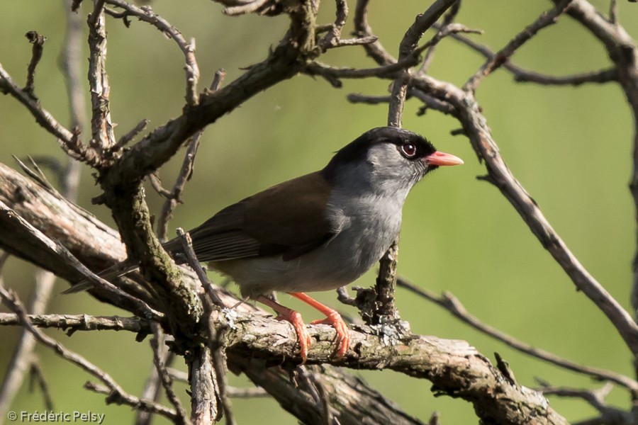 Bush Blackcap - ML206170371