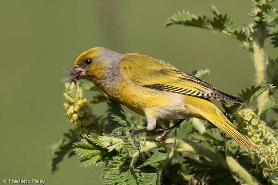 Cape Canary - Frédéric PELSY