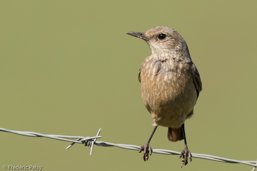 Sentinel Rock-Thrush - ML206170391