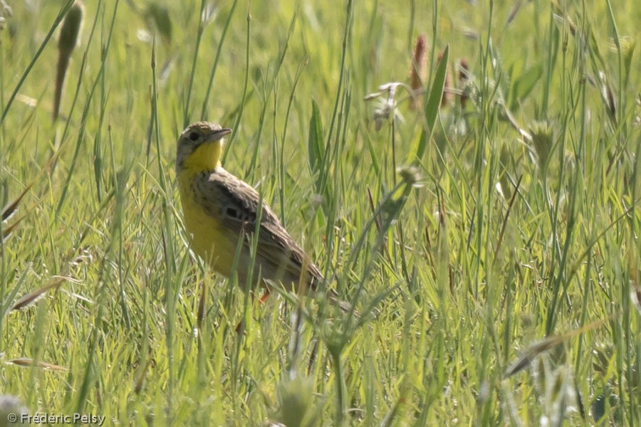 Yellow-breasted Pipit - ML206170401