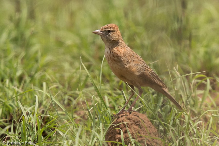 Eastern Clapper Lark - ML206170471