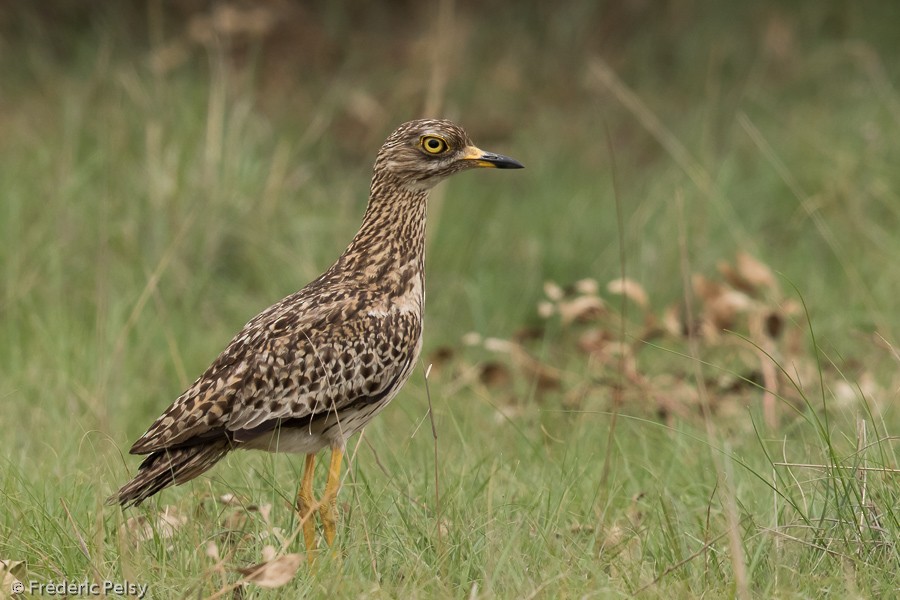 Spotted Thick-knee - ML206170511