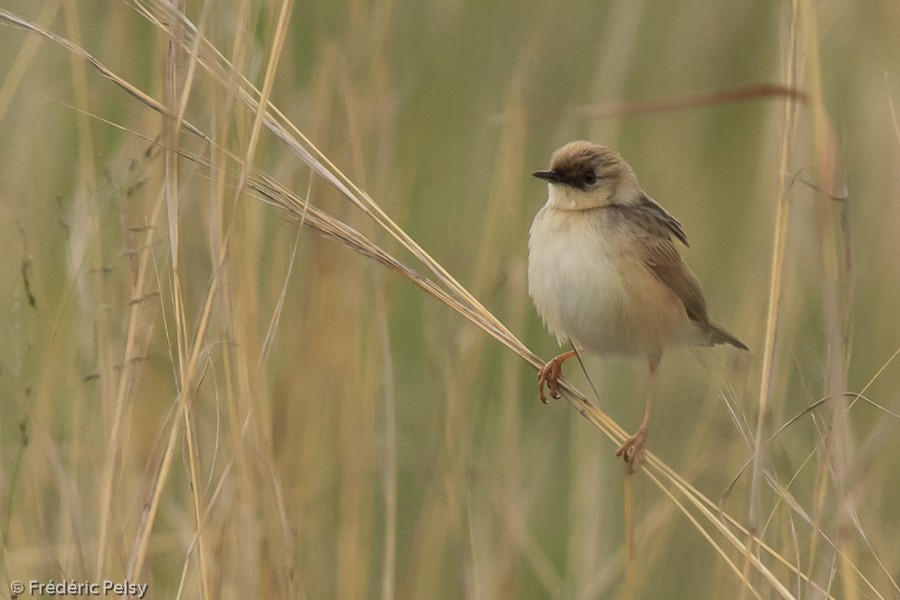 Pale-crowned Cisticola - Frédéric PELSY