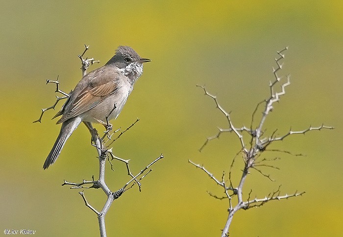 Greater Whitethroat - ML206170841