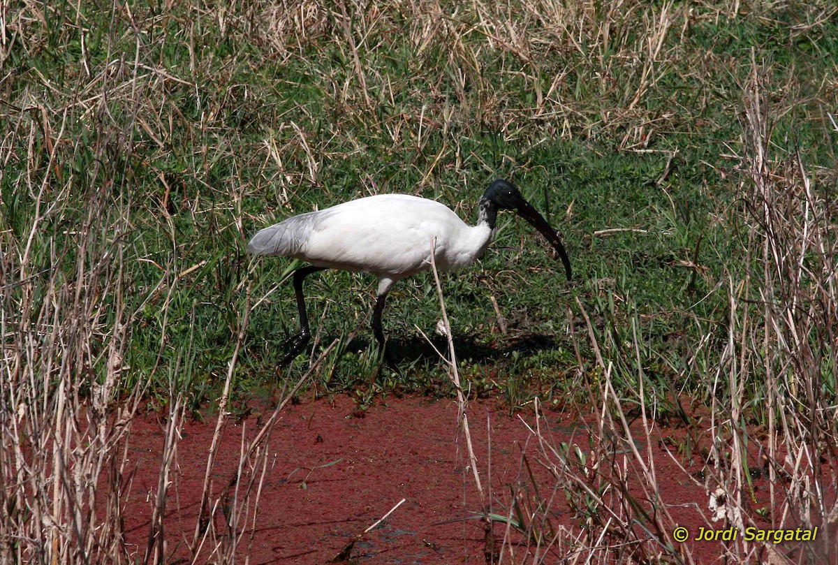 ibis černohlavý - ML206171211