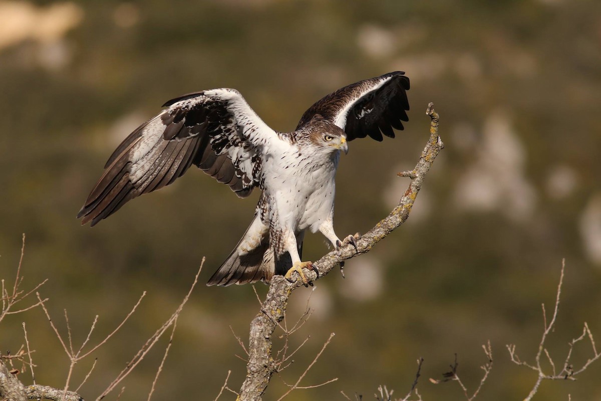 Bonelli's Eagle - ML206171251