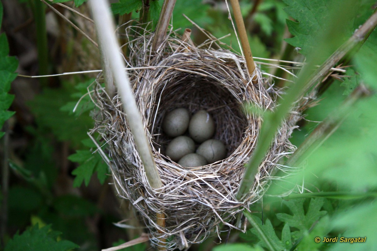 Black-browed Reed Warbler - ML206171281