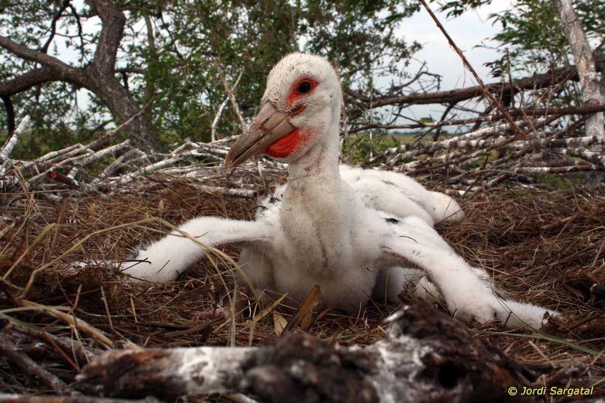 Oriental Stork - ML206171331