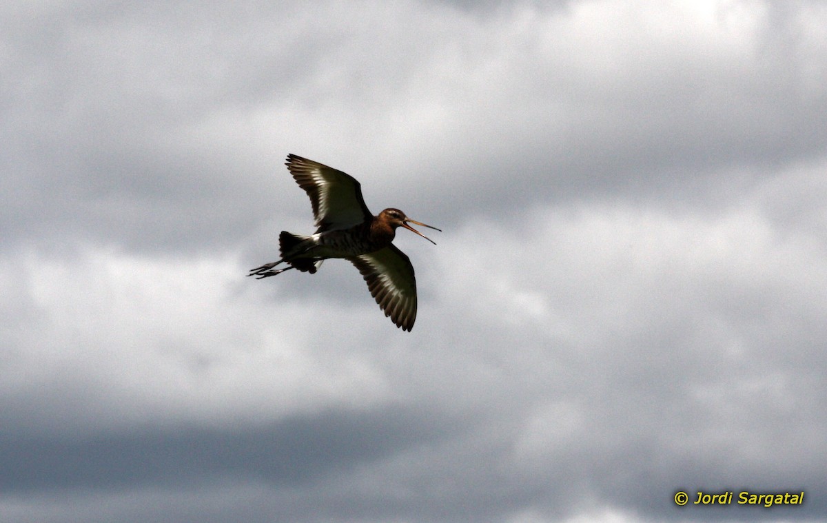 Black-tailed Godwit (melanuroides) - Jordi Sargatal Vicens