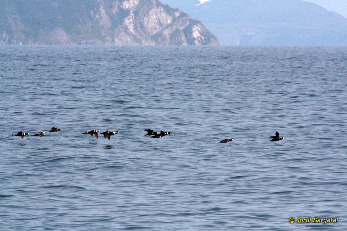 Harlequin Duck - ML206171471