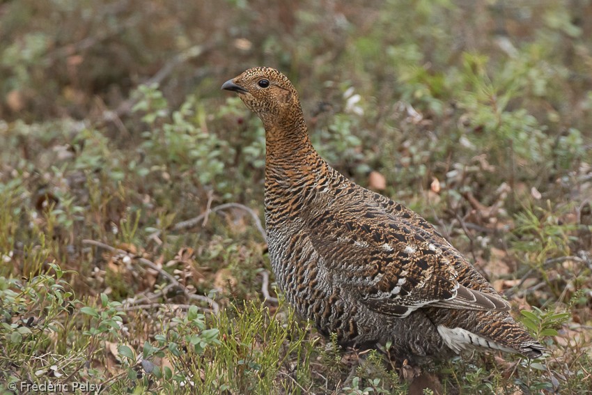 Black Grouse - ML206171641