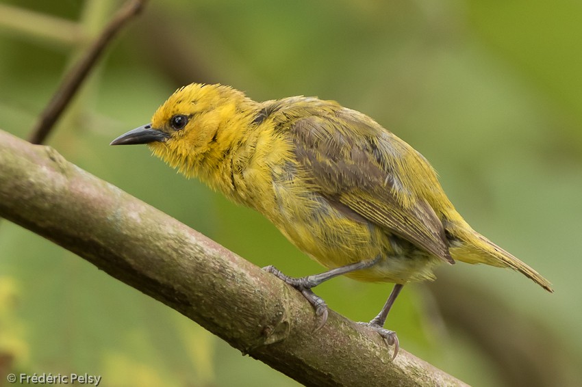 Slender-billed Weaver - ML206171781