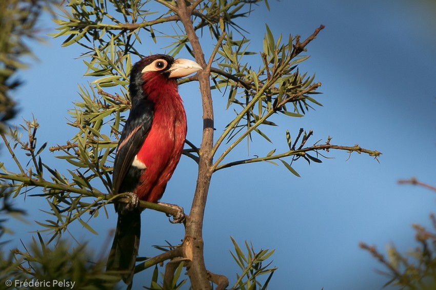 Double-toothed Barbet - ML206171861