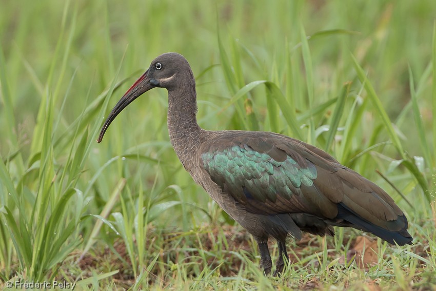 Hadada Ibis - ML206171901