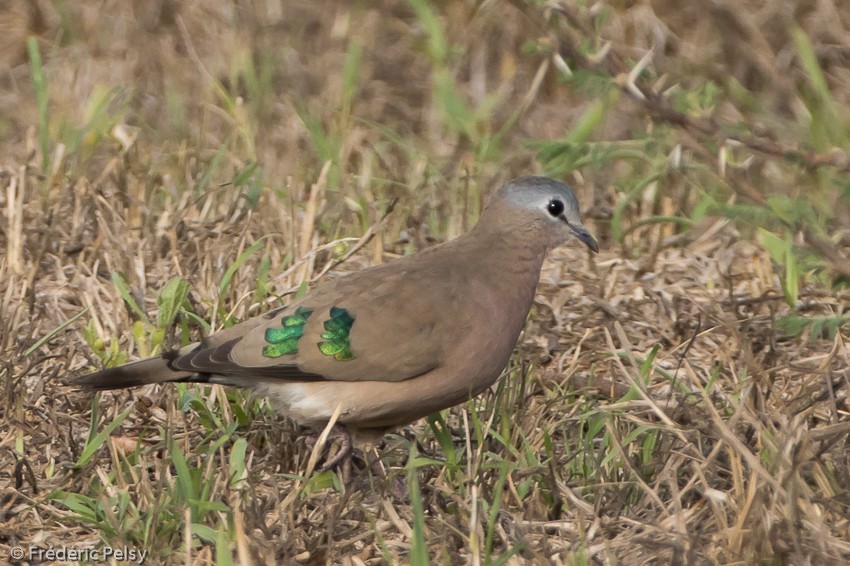 Emerald-spotted Wood-Dove - ML206171931
