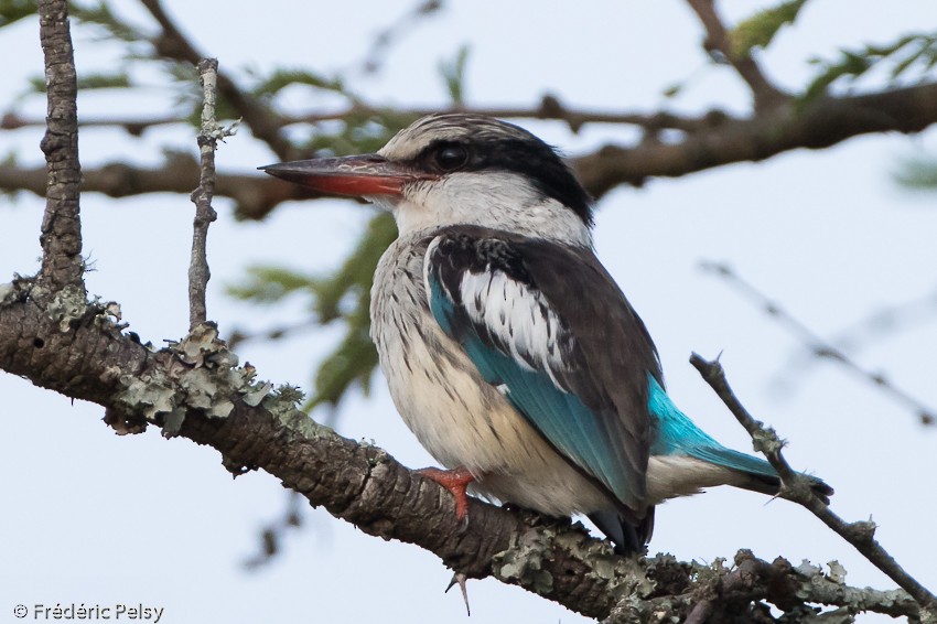 Striped Kingfisher - ML206171981