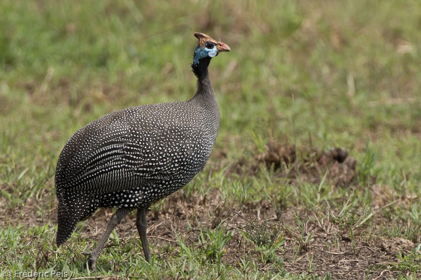 Helmeted Guineafowl (Helmeted) - Frédéric PELSY
