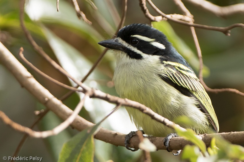 Yellow-rumped Tinkerbird (Yellow-rumped) - ML206172111