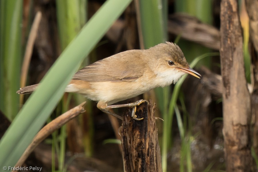 rørsanger (baeticatus gr.) - ML206172281
