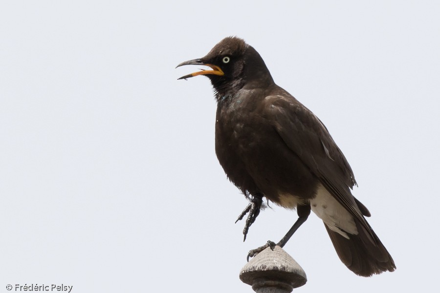 African Pied Starling - ML206172291