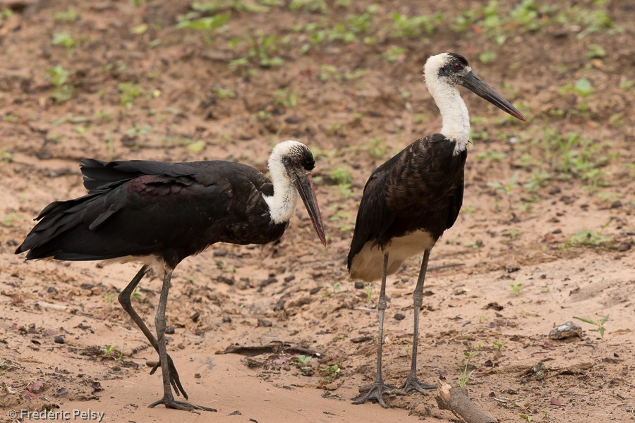 African Woolly-necked Stork - ML206172411