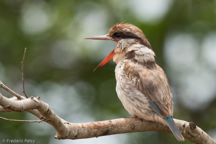 Striped Kingfisher - ML206172441