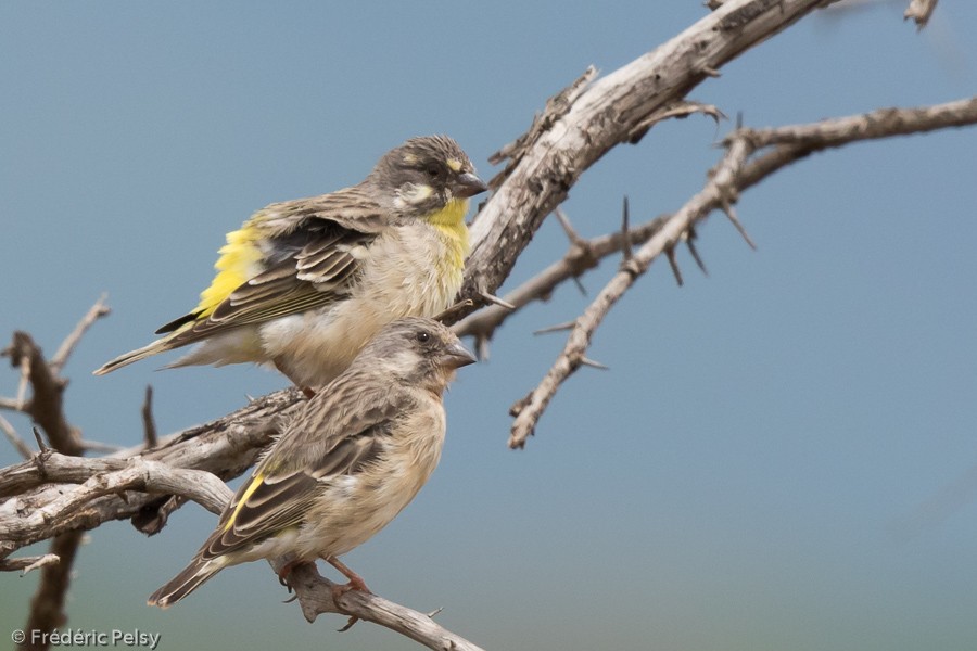 Lemon-breasted Seedeater - ML206172451