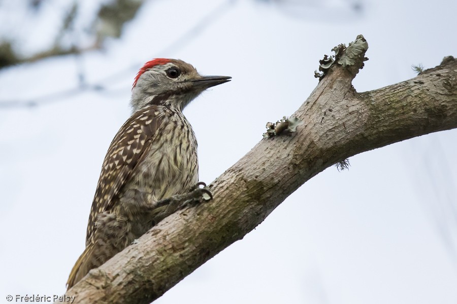 Cardinal Woodpecker - ML206172541