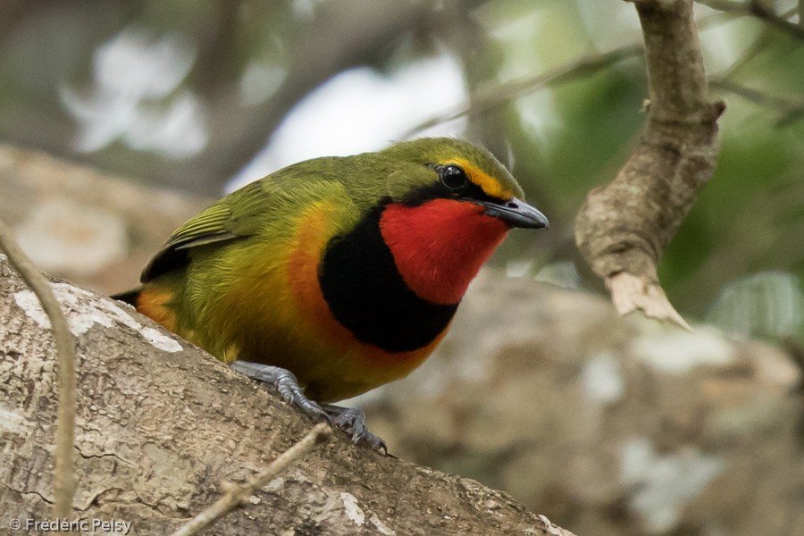 Four-colored Bushshrike (Four-colored) - Frédéric PELSY